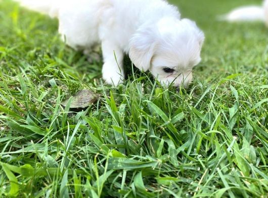 Maltipoo Bebekler Yeni Yuvalarını Arıyor görsel