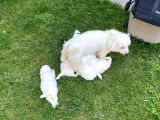 Maltipoo Bebekler Yeni Yuvalarını Arıyor
