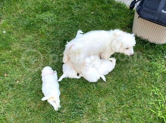 Maltipoo Bebekler Yeni Yuvalarını Arıyor görsel