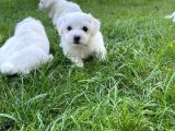 Maltipoo Bebekler Yeni Yuvalarını Arıyor