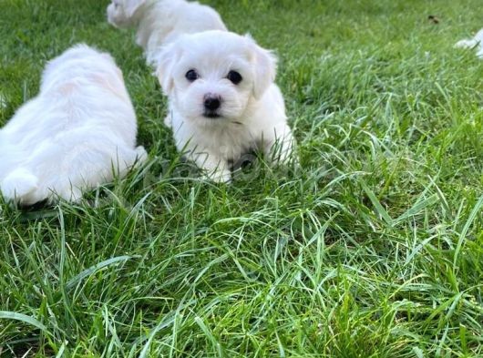 Maltipoo Bebekler Yeni Yuvalarını Arıyor görsel