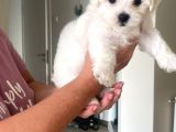 Maltipoo Bebekler Yeni Yuvalarını Arıyor