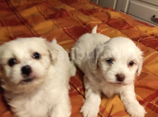 A Kalite Maltese Terrier Yavrularımız görsel