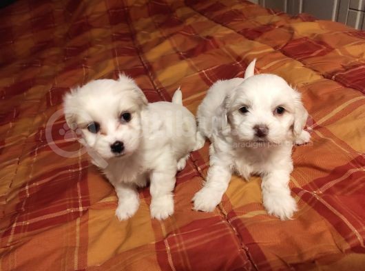 A Kalite Maltese Terrier Yavrularımız