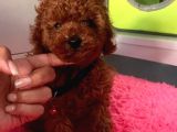 Evdeki ses poodle