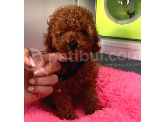 Evdeki Ses Poodle