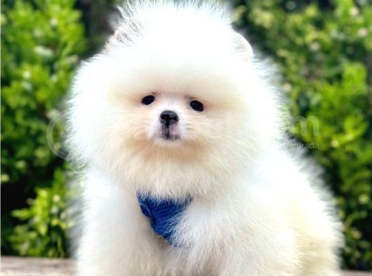 Safkan Pomeranian Boo Yavrularımız görsel