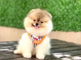 Mini minnoş bir bella