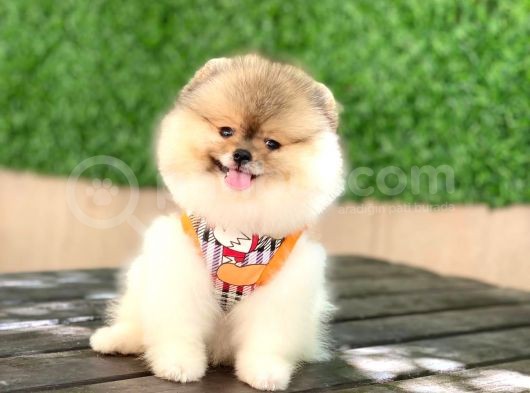 Mini Minnoş Bir Bella