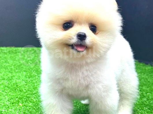 Ayi Surat Di̇şi̇ Pomerani̇an Boo görsel