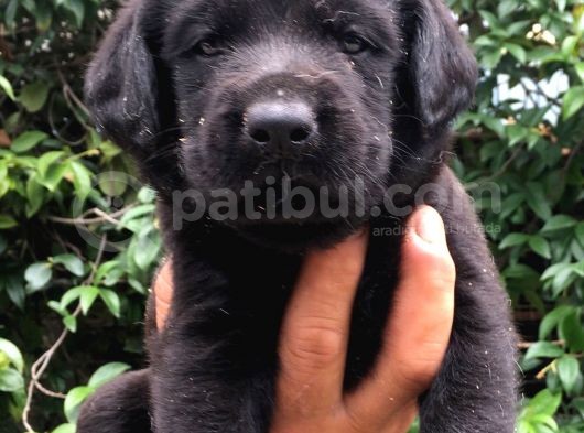 Labrador Yavruları görsel