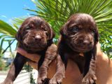Labrador Yavruları