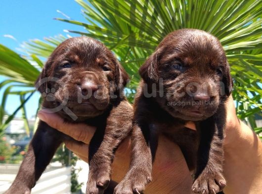 Labrador Yavruları görsel