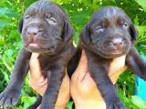 Labrador Yavruları