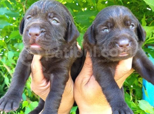 Labrador Yavruları görsel