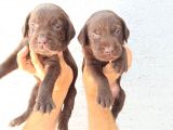 Labrador yavruları