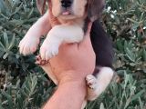 Elizabeth Beagle