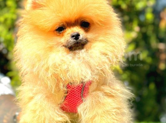 Orange Di̇şi̇ Pomerani̇an Boo