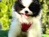 Party Colour Di̇şi̇ Pomerani̇an Boo