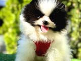 PARTY COLOUR DİŞİ POMERANİAN BOO