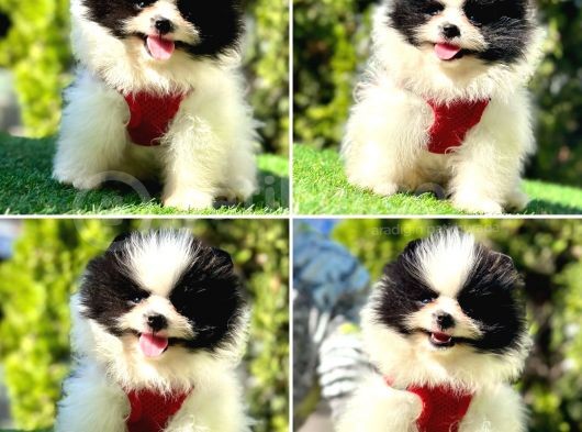 Çi̇ft Katman Kürklü Pomerani̇an Boo Yavrularim görsel