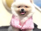 MİNİ BOY TEACUP DİŞİ POMERANİAN BOO