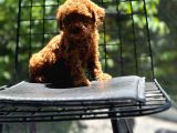 Petibör Tadında Toy Poodle Bebeklerimiz