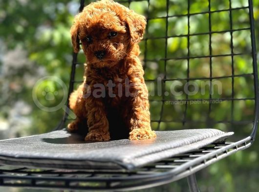 Petibör Tadında Toy Poodle Bebeklerimiz görsel