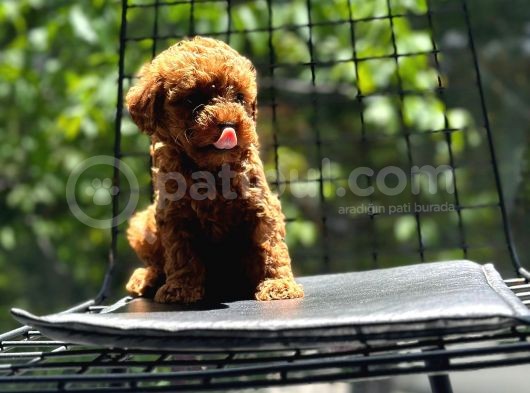Petibör Tadında Toy Poodle Bebeklerimiz