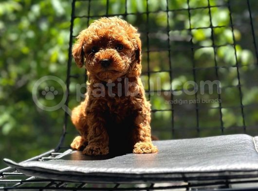 Petibör Tadında Toy Poodle Bebeklerimiz görsel