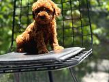Petibör Tadında Toy Poodle Bebeklerimiz