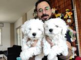Bembeyaz Maltese Terri̇er 0 Numara