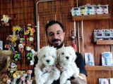 Bembeyaz Maltese Terri̇er 0 Numara