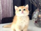 A Kalite Safkan Bri̇ti̇sh Shorthai̇r Golden  Yavrular