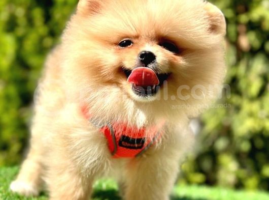 Tilki Surat Pomeranian Yavru
