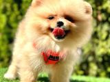 Gülen Yüz Pomeranian