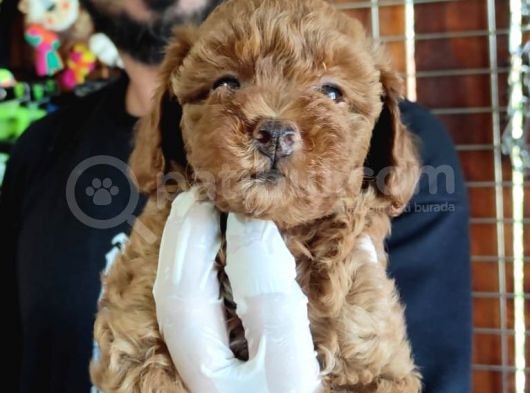 A Scr Muhteşem Toy Poodle  Yavrularimiz