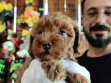 A Scr Muhteşem Toy Poodle  Yavrularimiz