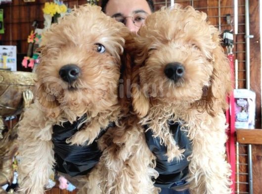 A Scr Muhteşem Toy Poodle  Yavrularimiz görsel