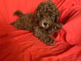 Orijinal Poodle Anne Ve Baba Safkan Toy Poodle