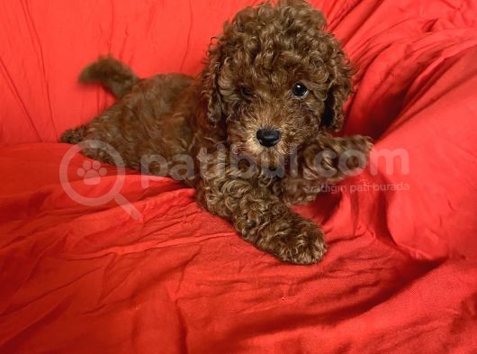 Orijinal Poodle Anne Ve Baba Safkan Toy Poodle görsel