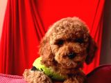 Yaşam Kalitem Poodle
