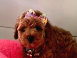 Yaşam kalitem poodle