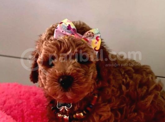 Yaşam Kalitem Poodle