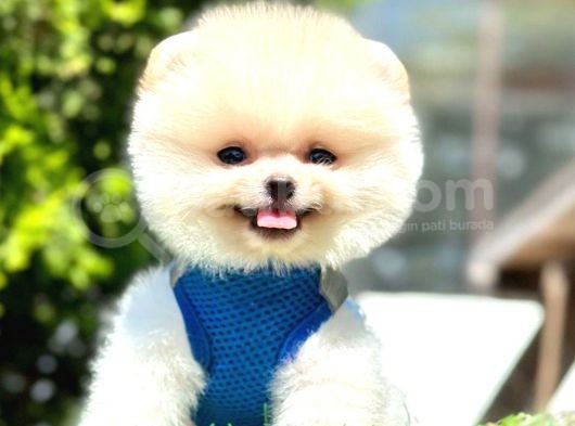 Safkan Pomeranian Boo Yavrularımız görsel