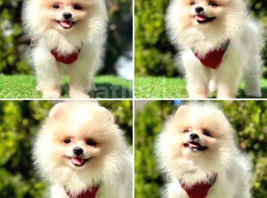 Çi̇ft Katman Kürklü Pomerani̇an Boo Yavrularim görsel