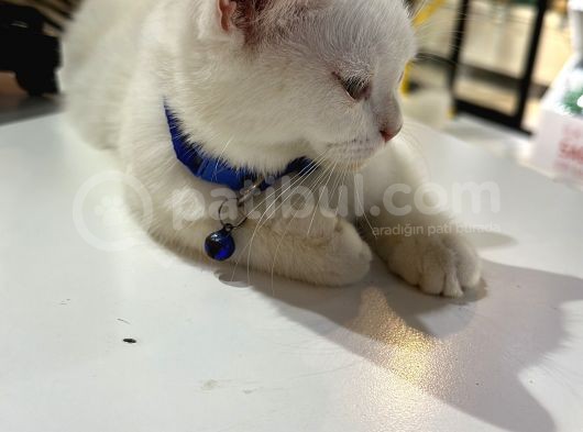 Beyaz British Shorthair 