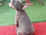 Safkan Di̇şi̇ Yavru French Bulldog