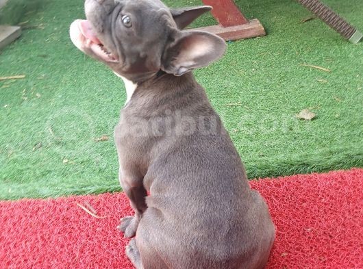 Safkan Di̇şi̇ Yavru French Bulldog görsel