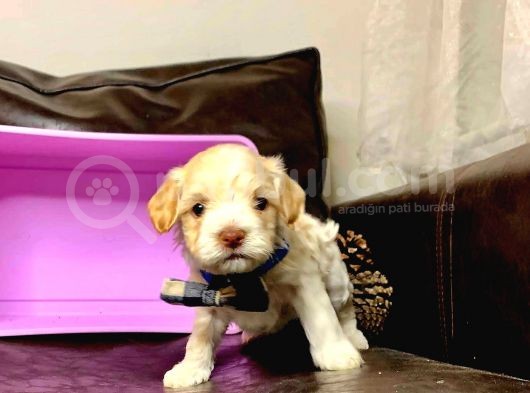 Malti̇po Ci̇nsi̇ 